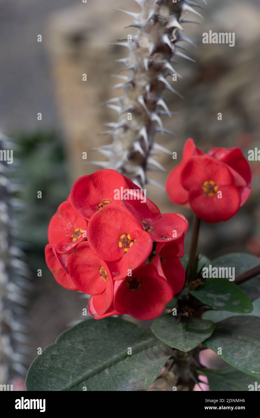 Euphorbia milii, Crown of Thorns, Christ Plant or Christ Thorn red flowers, plant in the spurge family Euphorbiaceae, native region: Madagascar. Stock Photo