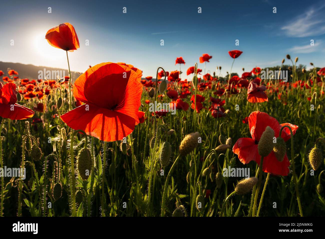 field of blooming corn poppy on a sunny day. wonderful summer scenery in carpathian mountains. beautiful nature background with red flowers Stock Photo