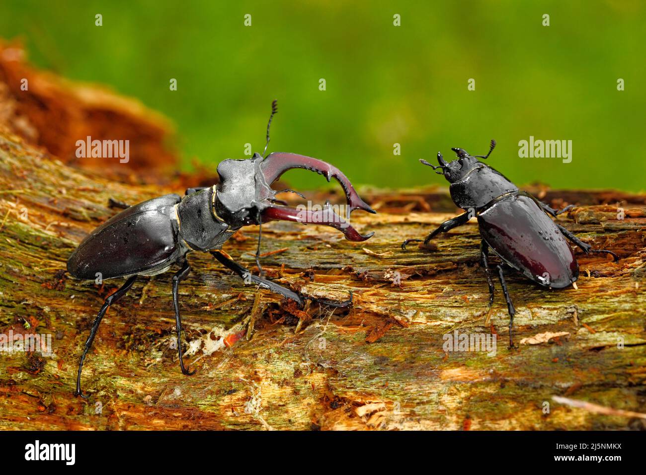 Male and famale of insect. Stag beetle, Lucanus cervus, big insect in ...