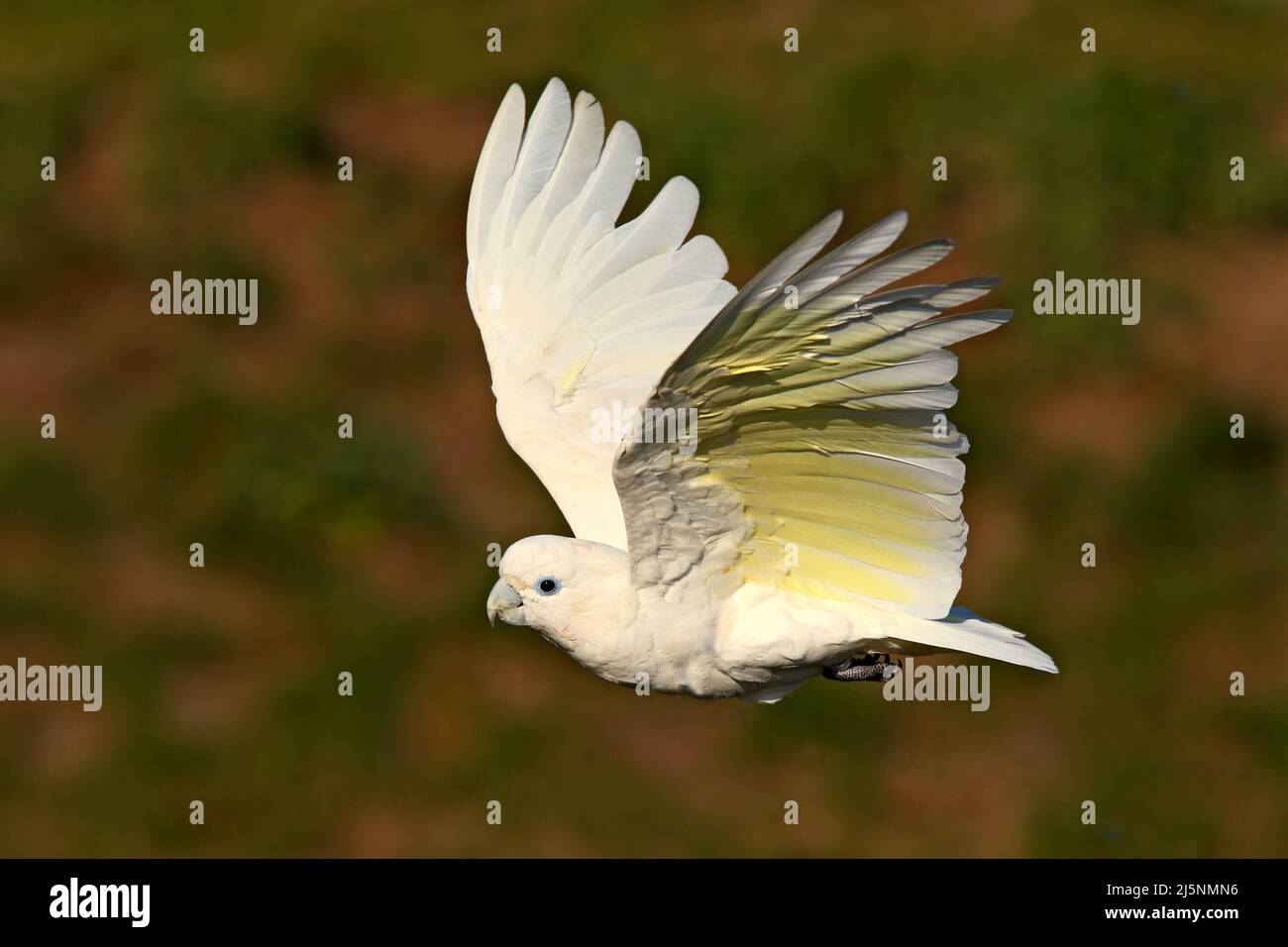 Solomons cockatoo, Cacatua ducorpsii, flying white exotic parrot, bird in the nature habitat, action scene from wild, Australia. Bird in fly. White an Stock Photo