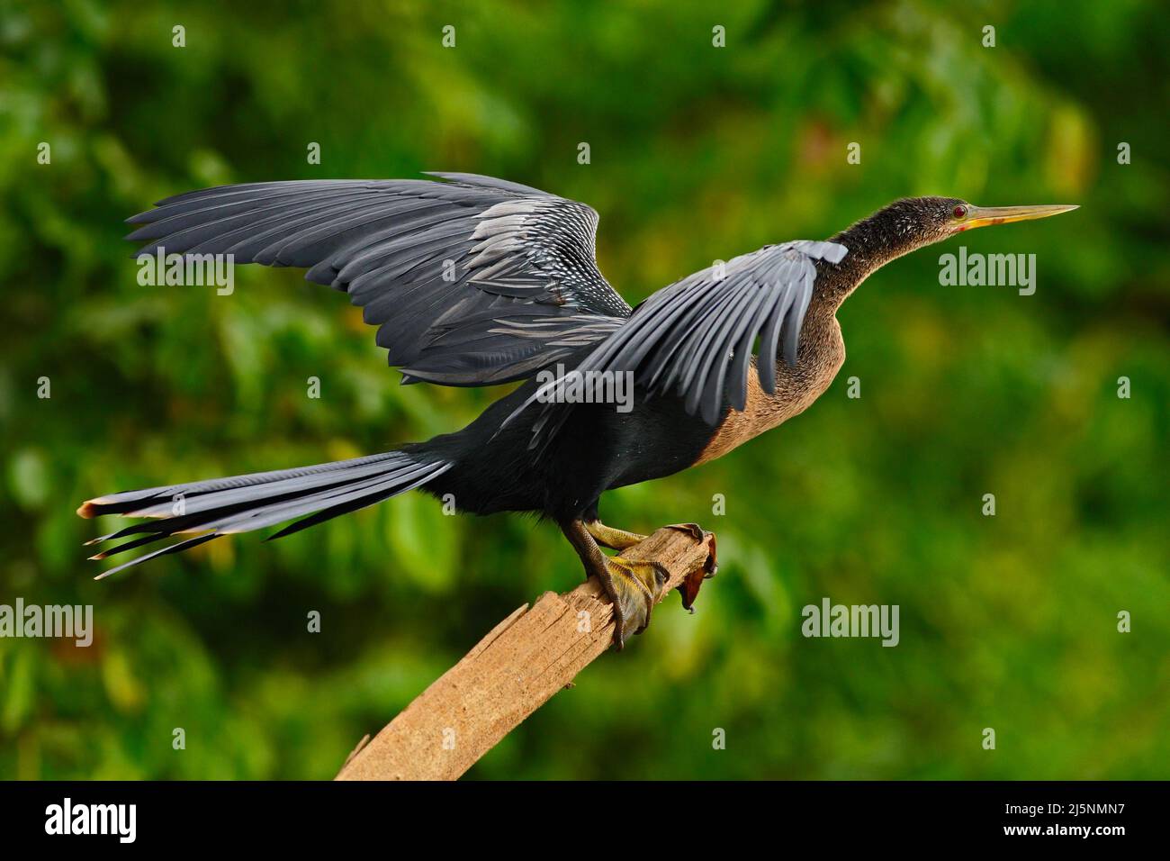 Anhinga, water bird in the river nature habitat. Water bird from Costa ...