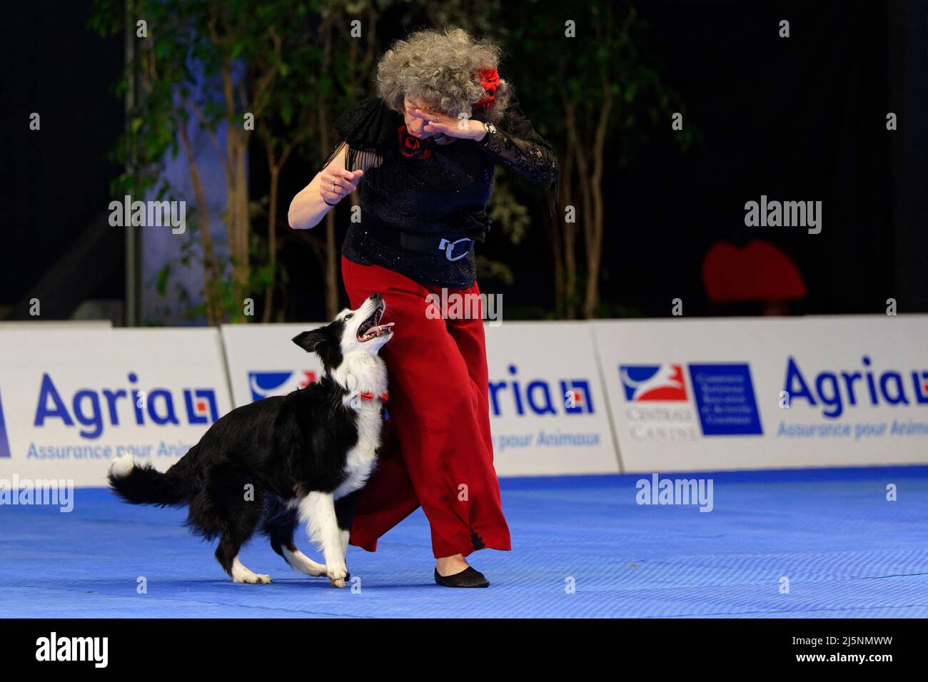 Fci dog cheap dance