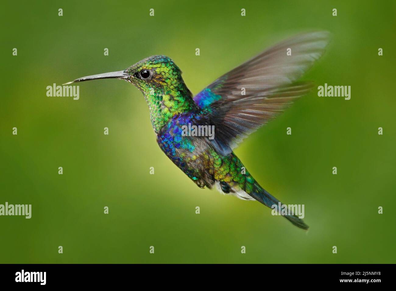 Long tailed woodnymph hi-res stock photography and images - Alamy