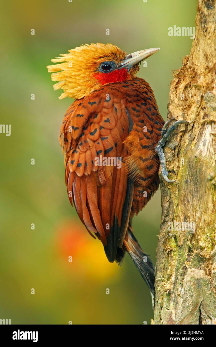 Beautiful brown form tropic mountain forest. Chestnut-coloured Woodpecker, Celeus castaneus, brawn bird with red face from Costa Rica. Woodpecker with Stock Photo