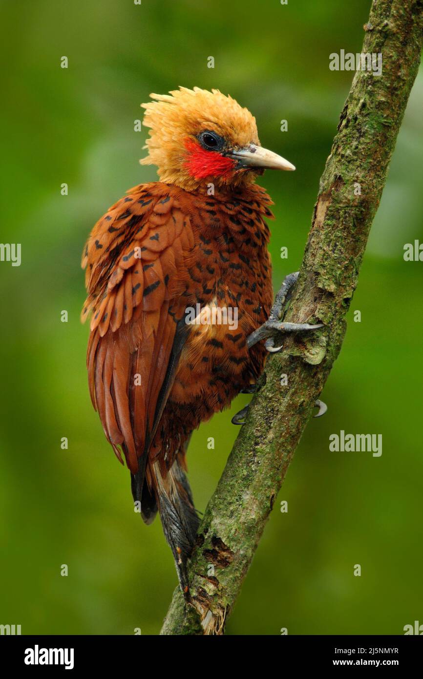 Beautiful brown bird form tropic mountain forest. Chestnut-coloured Woodpecker, Celeus castaneus, brawn bird with red face from Costa Rica. Woodpecker Stock Photo
