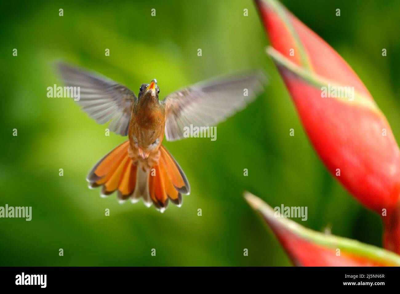 Flying hummingbird with flower. Beautiful red flower with bird in fly. Hummingbird Rufous-breasted Hermit, Glaucis hirsutus, flight next beautiful red Stock Photo