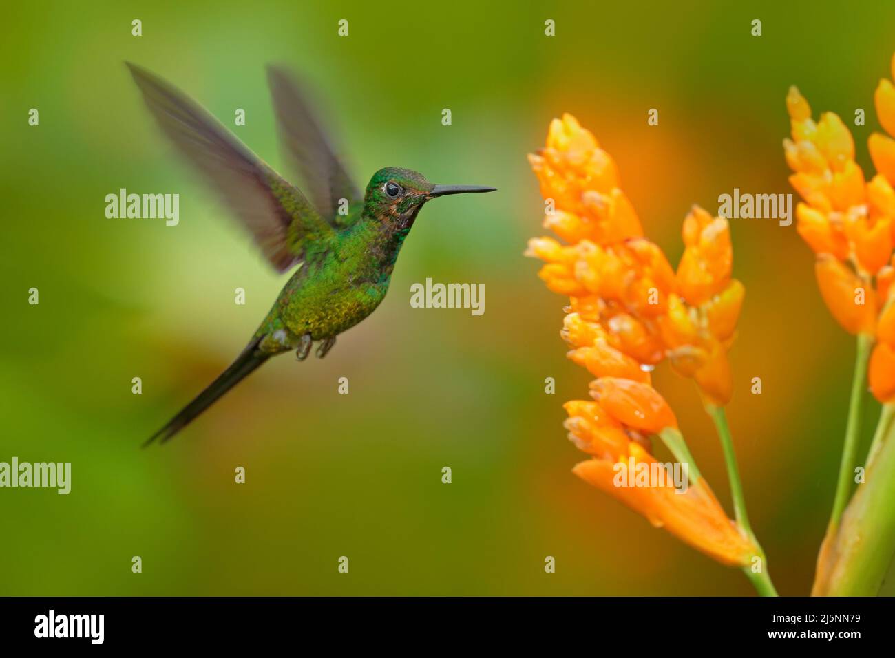 Empress brilliant hummingbird in flight. Green hummingbird with yellow flower. Beautiful hummingbird from Colombia. Hummingbird in the nature tropic f Stock Photo