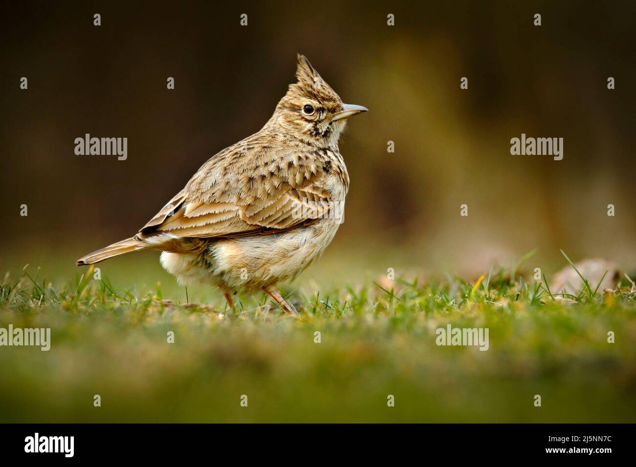 Crested Lark, Galerida cristata, in the grass on the meadow. Bird in the nature habitat, Czech Republic Stock Photo
