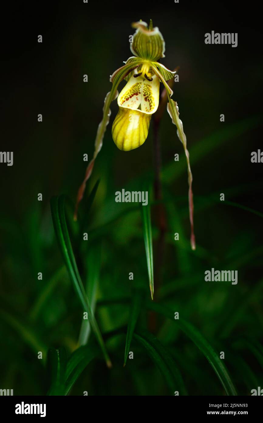 Wild orchid Phragmipedium pearcei in the dark tropic forest. Beautiful yellow orchid in the nature habitat. Flower from Peru tropic forest. Orchid in Stock Photo