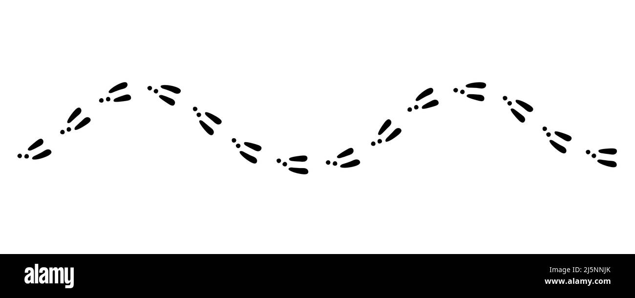 Rabbit or hare footprint trail. Bunny foot prints on snow. Rabbit paw