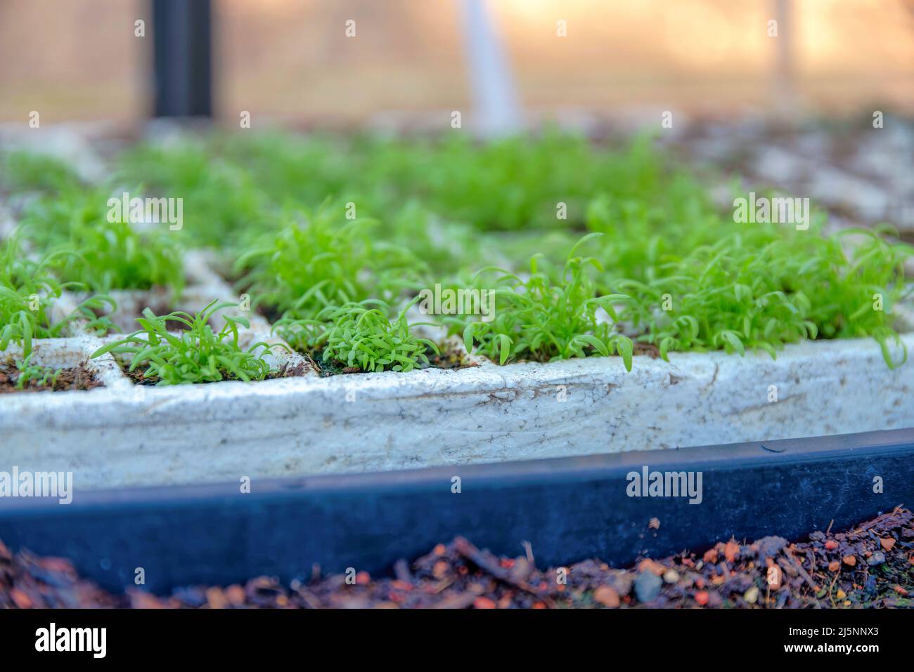 Sprouts on a styrofoam seedling tray at San Francisco, California Stock