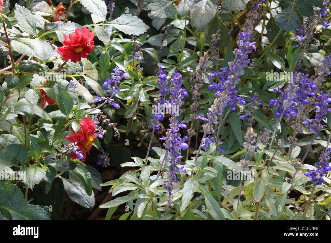 a purple flower on a plant Stock Photo - Alamy