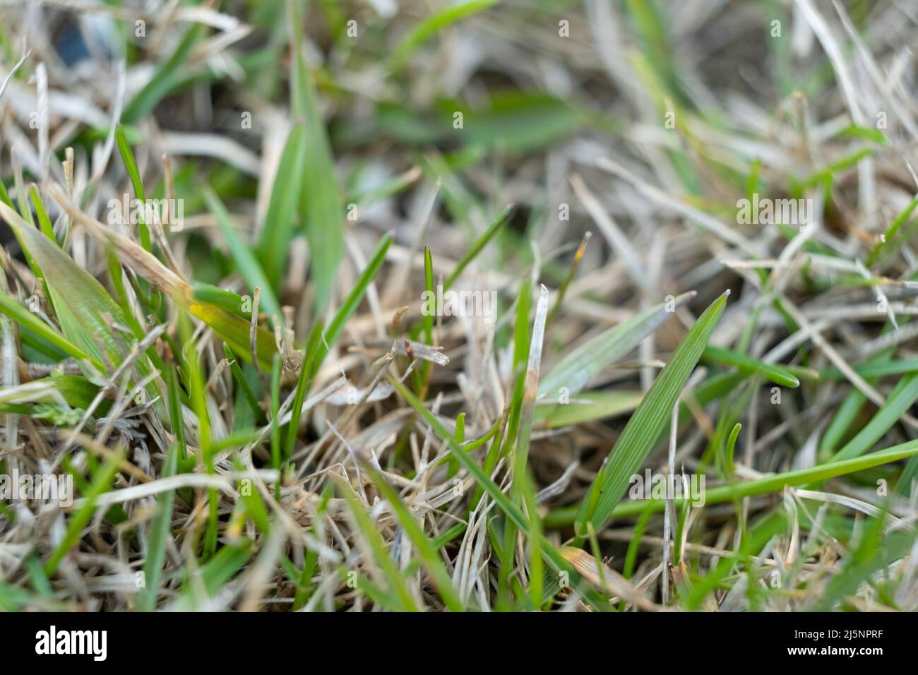 A lawn with dried grass. grass after winter. scarification and aeration