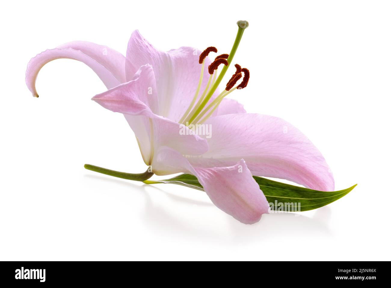 Beautiful pink Lily (Lilium, Liliaceae) isolated on white background, including clipping path without shade. Germany Stock Photo