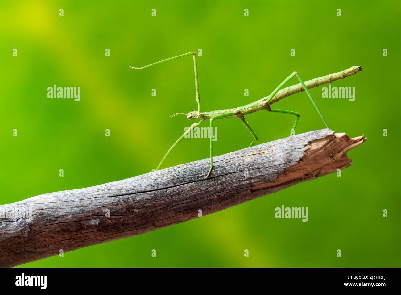 Green walking stick, stick bug, phobaeticus serratipes standing on tree