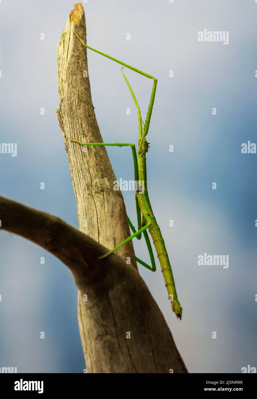 Green walking stick, stick bug, phobaeticus serratipes standing on tree