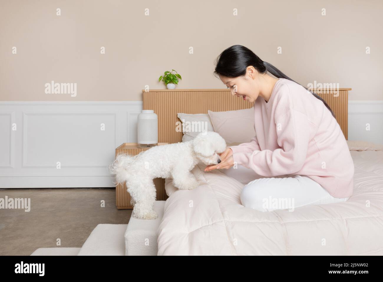 puppy dog using stairs specialized for pets Stock Photo Alamy