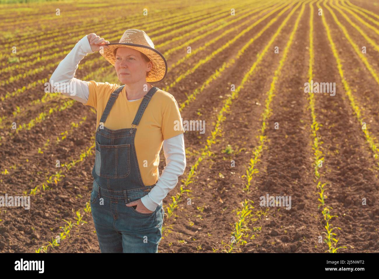 Portrait of female corn farmer in cultivated maize field wearing straw ...