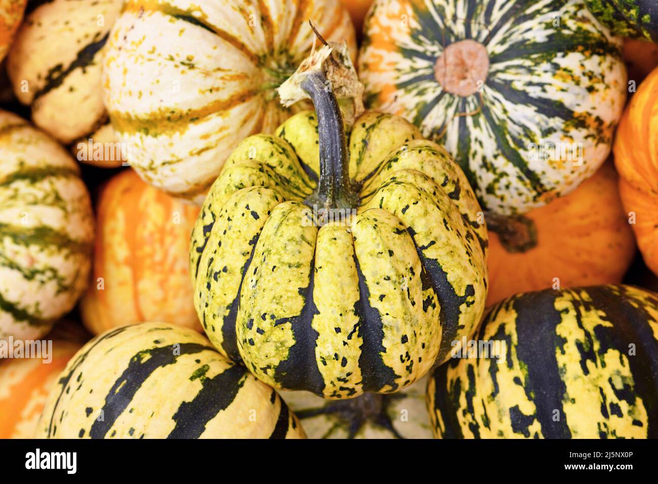 Yellow and black striped Carnival squashes on pile of pumpkins Stock Photo