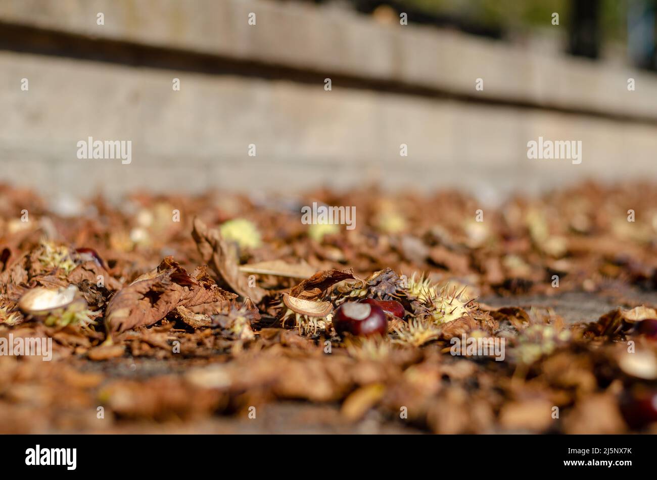 Chestnut Rind On Tree Tree rinds hi-res stock photography and images - Alamy