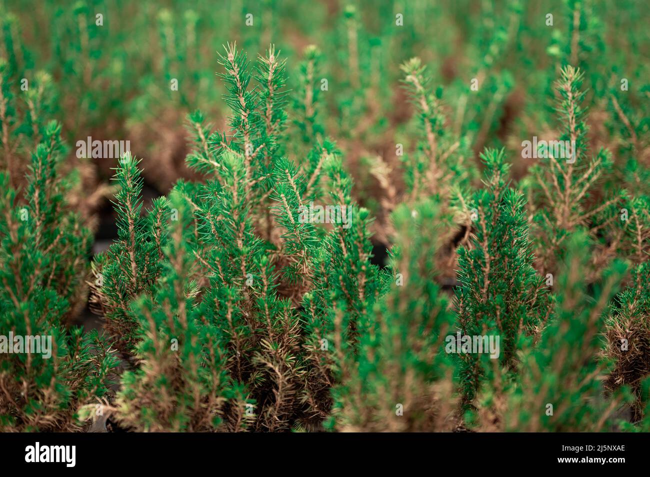 young fir trees densely planted on plantations. Green small pine trees with fresh shoots in spring or summer. Dense thickets of stunted pines with you Stock Photo