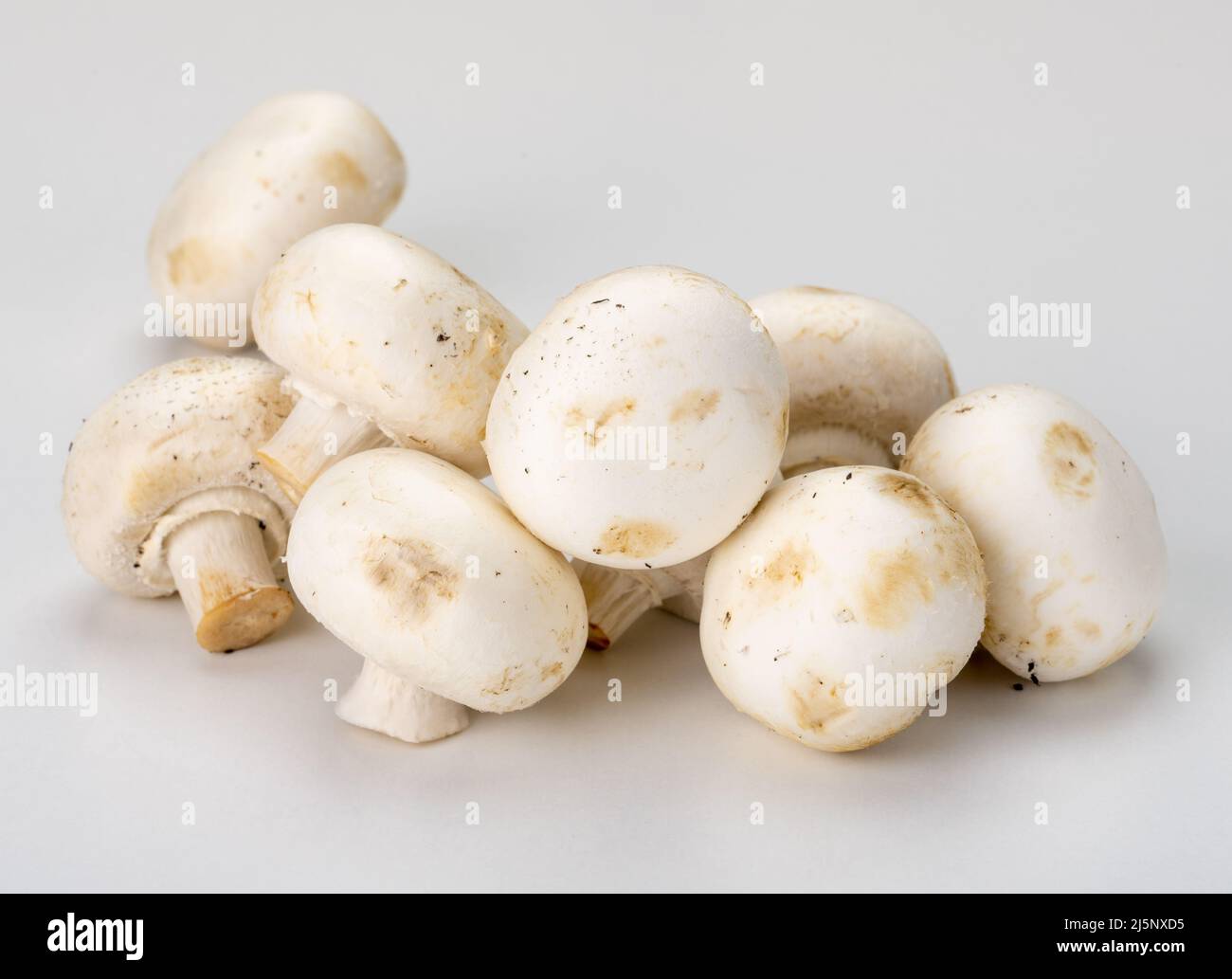Fresh champignons isolated on gray background. side view. Champignon ...