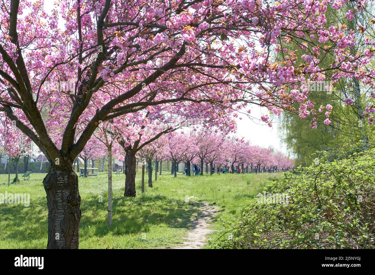 Cherry blossoms, pink sakura trees at the TV-Asahi-Alley in Teltow, Berlin, Germany Stock Photo