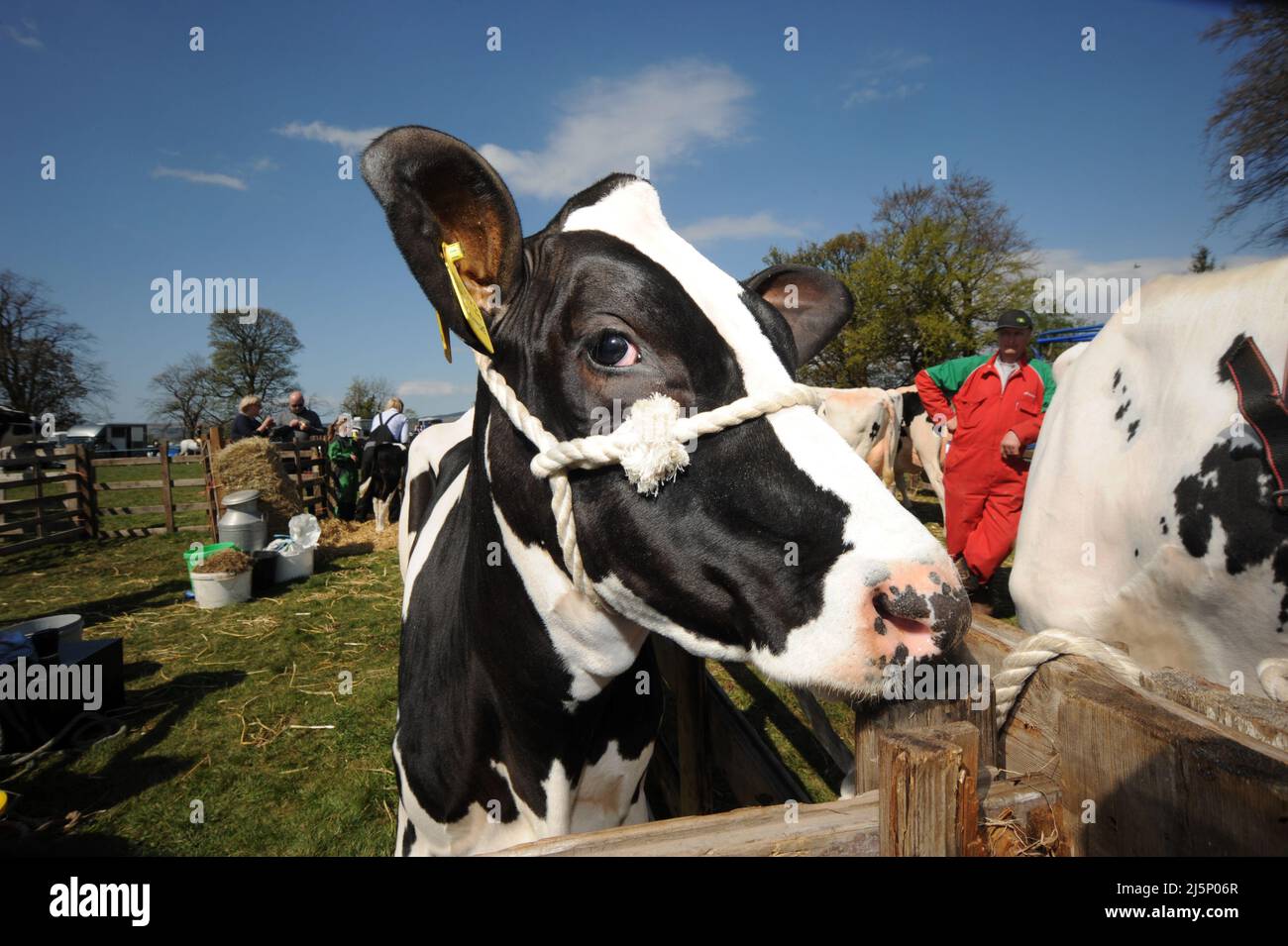 Beith farmers show, North Ayrshire, Dairy cow. Stock Photo