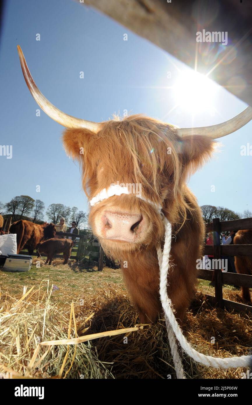 Beith farmers show, North Ayrshire, Highland cattle. Stock Photo