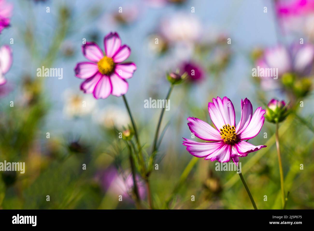 Soft focus cosmos bipinnatus hi-res stock photography and images - Alamy
