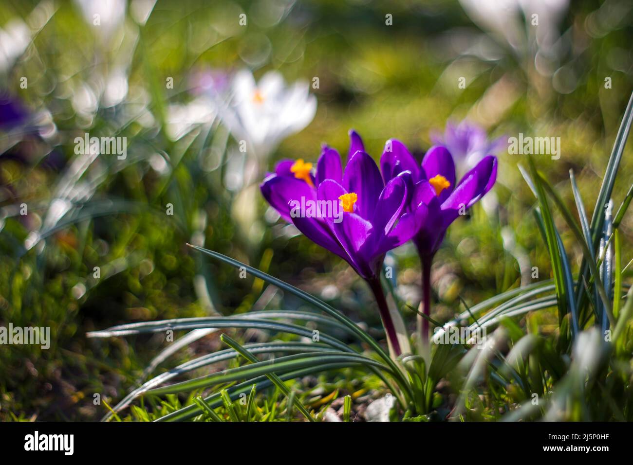 crocus flowers in the garden - natural bokeh Stock Photo - Alamy