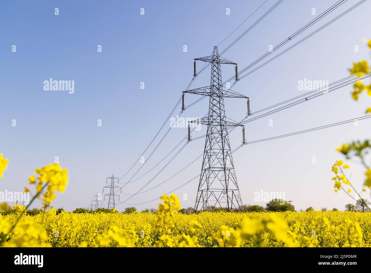 Electricity pylons in a field of rape seed flowers in full bloom on a sunny day. Hertfordshire, UK Stock Photo