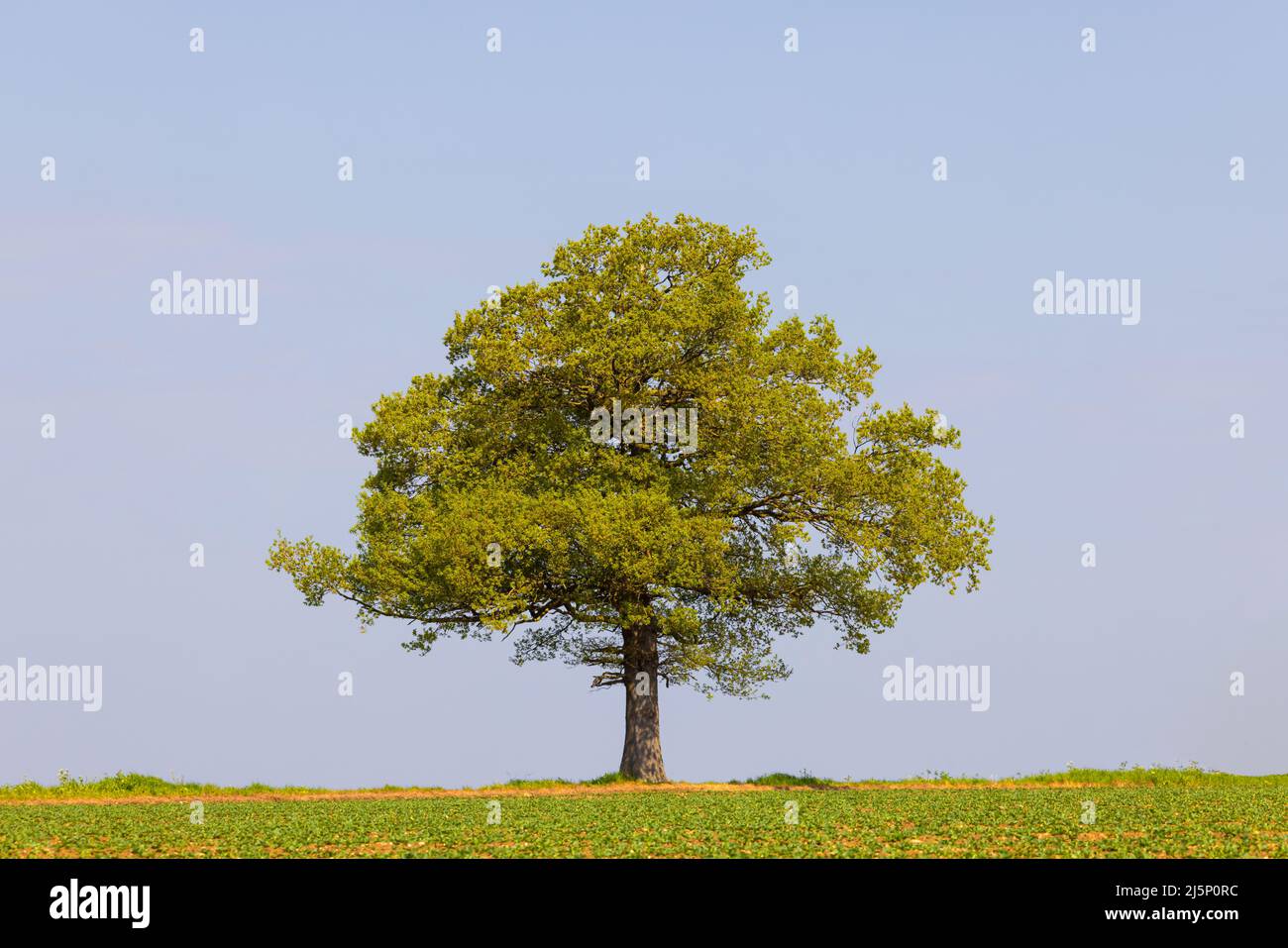 Solitary isolated Oak tree on the horizon in a field, with a plain blue sky background. UK Stock Photo