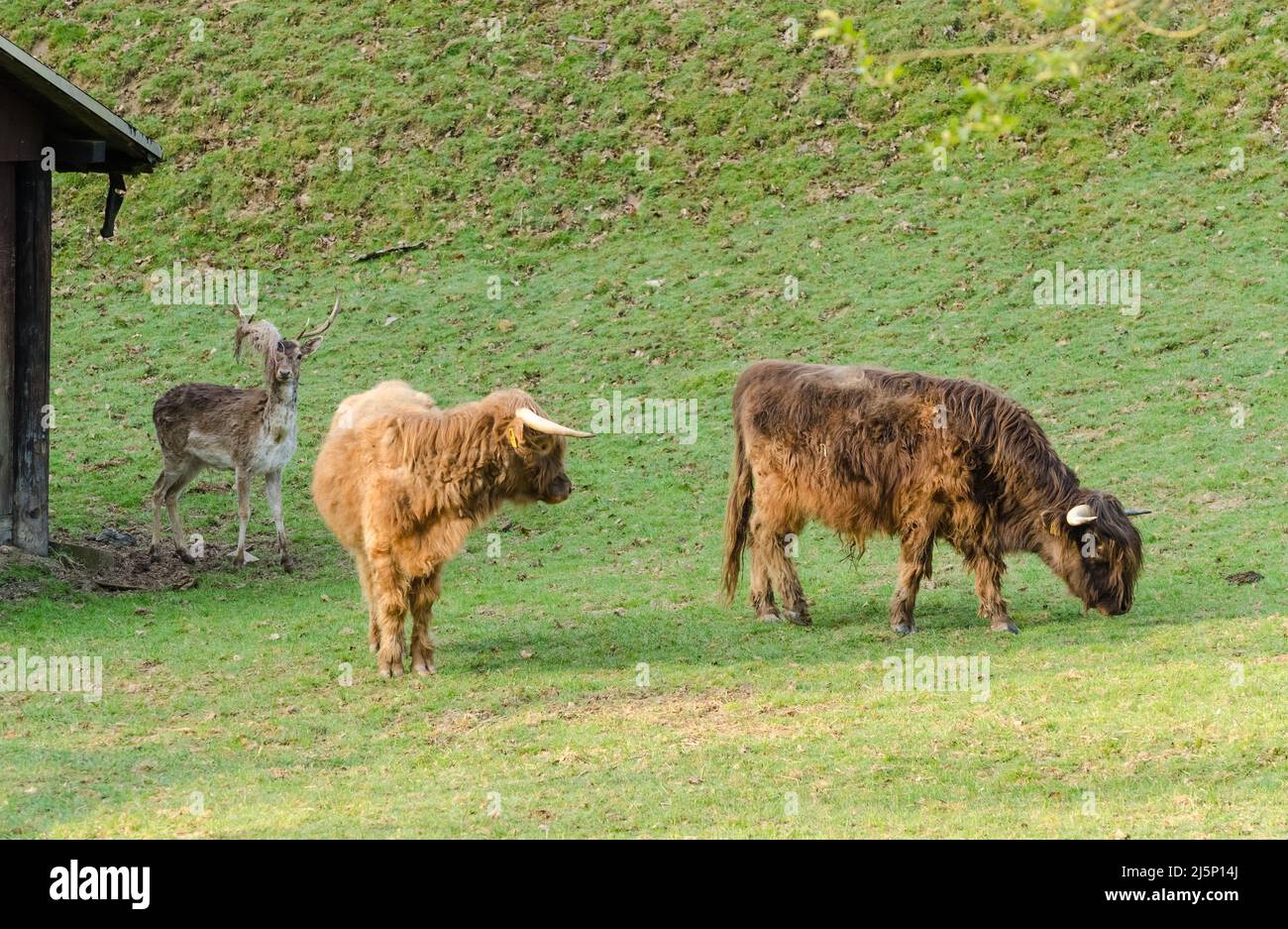 Long-haired west highland cattle, Bos (primigenius) taurus, and one deer, Stag, Cervidae, adult male deer in a paddock near a wooden barn Stock Photo