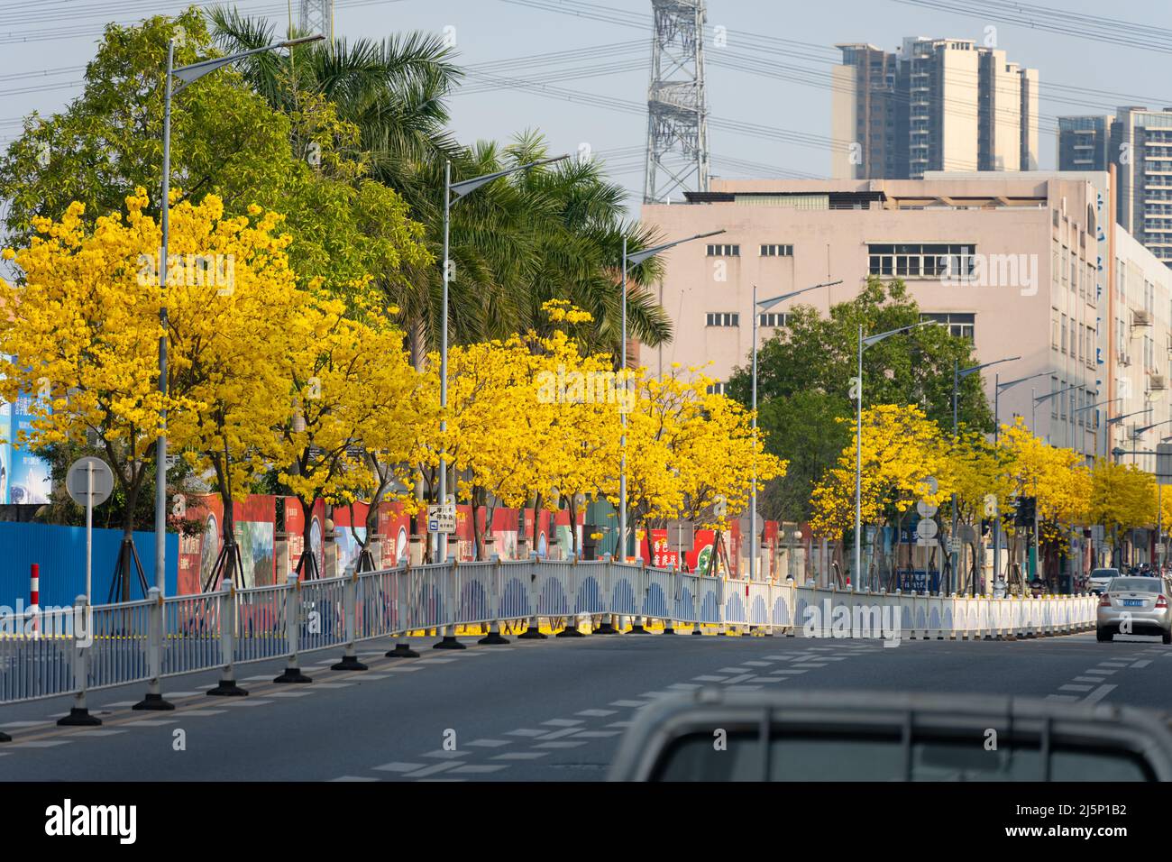 ZHONGSHAN GUANGDONG China-March 14,2022:street full of blooming Guayacan or Handroanthus chrysanthus or Golden Bell Trees. Stock Photo