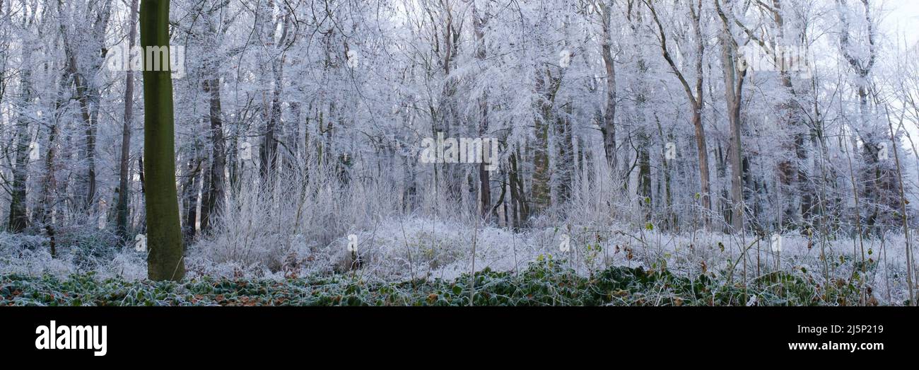 Forest with white frost Stock Photo