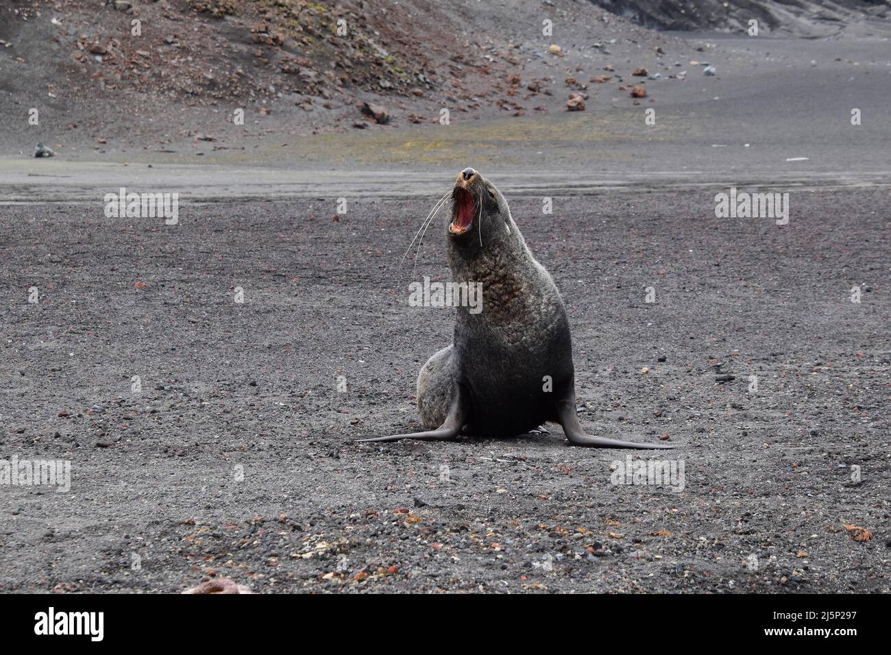 antarctic fur seal at pebble beach on Deception Island, antarctica Stock Photo