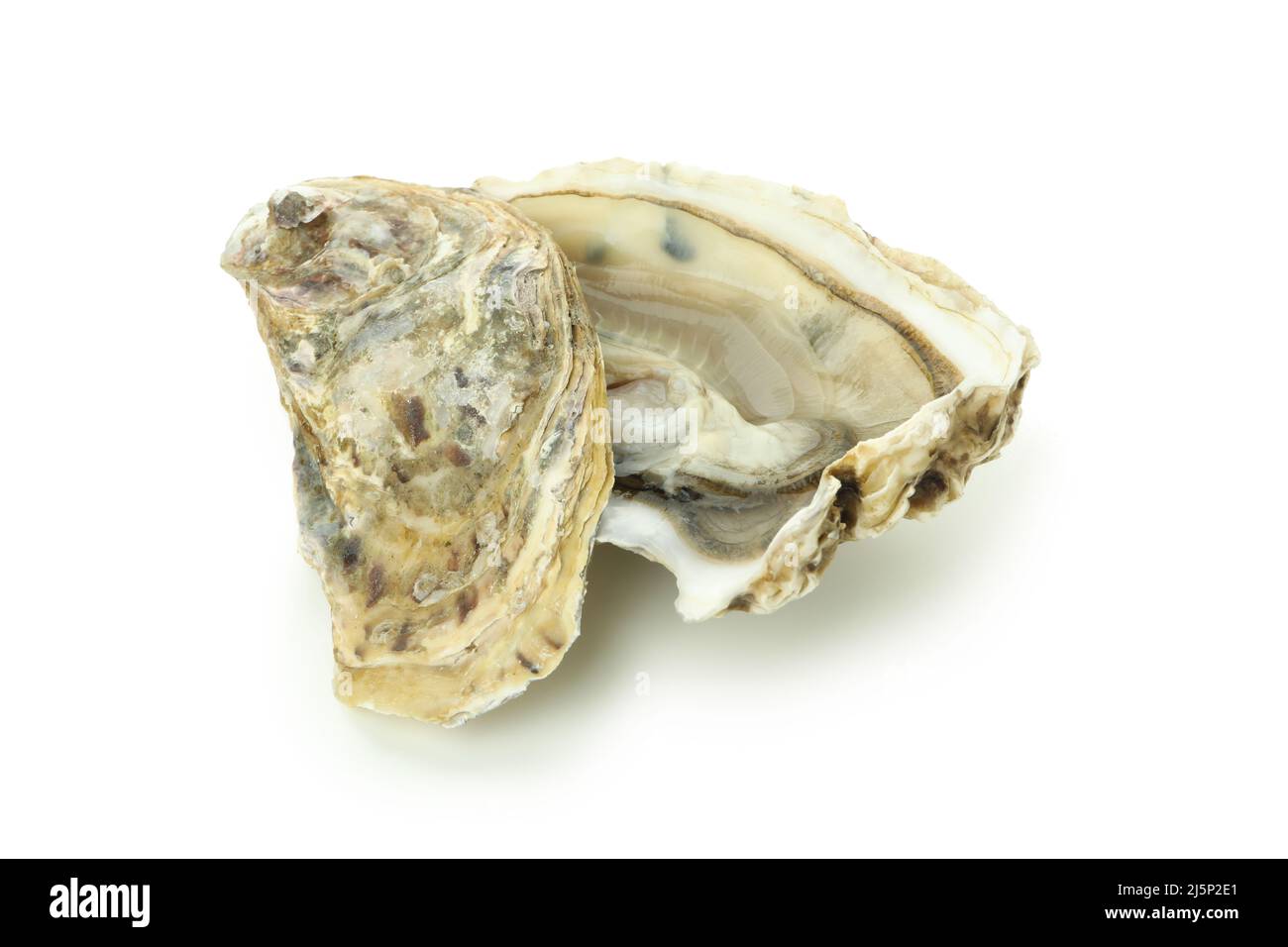 Concept of delicious seafood, oyster isolated on white background Stock Photo