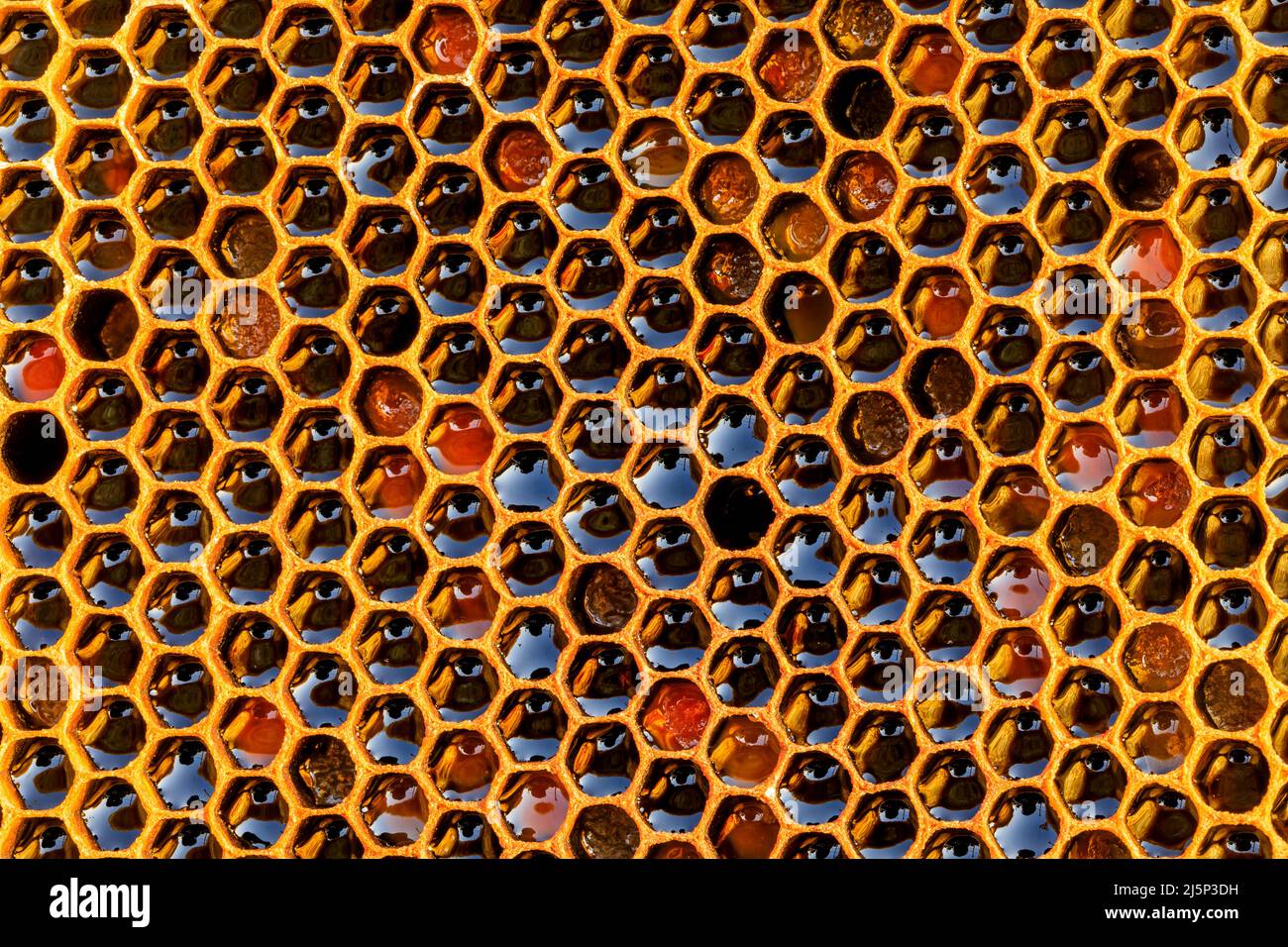 Premium Photo  Bees on honeycomb abstract natural background or texture