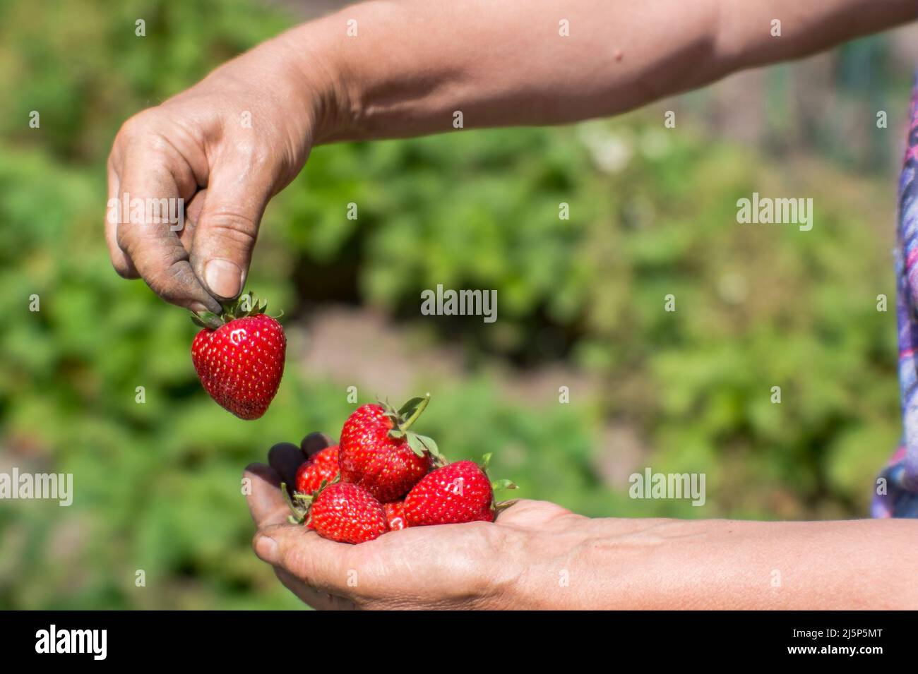 The hands of a farmer's woman hold a handful of ripe strawberries in ...
