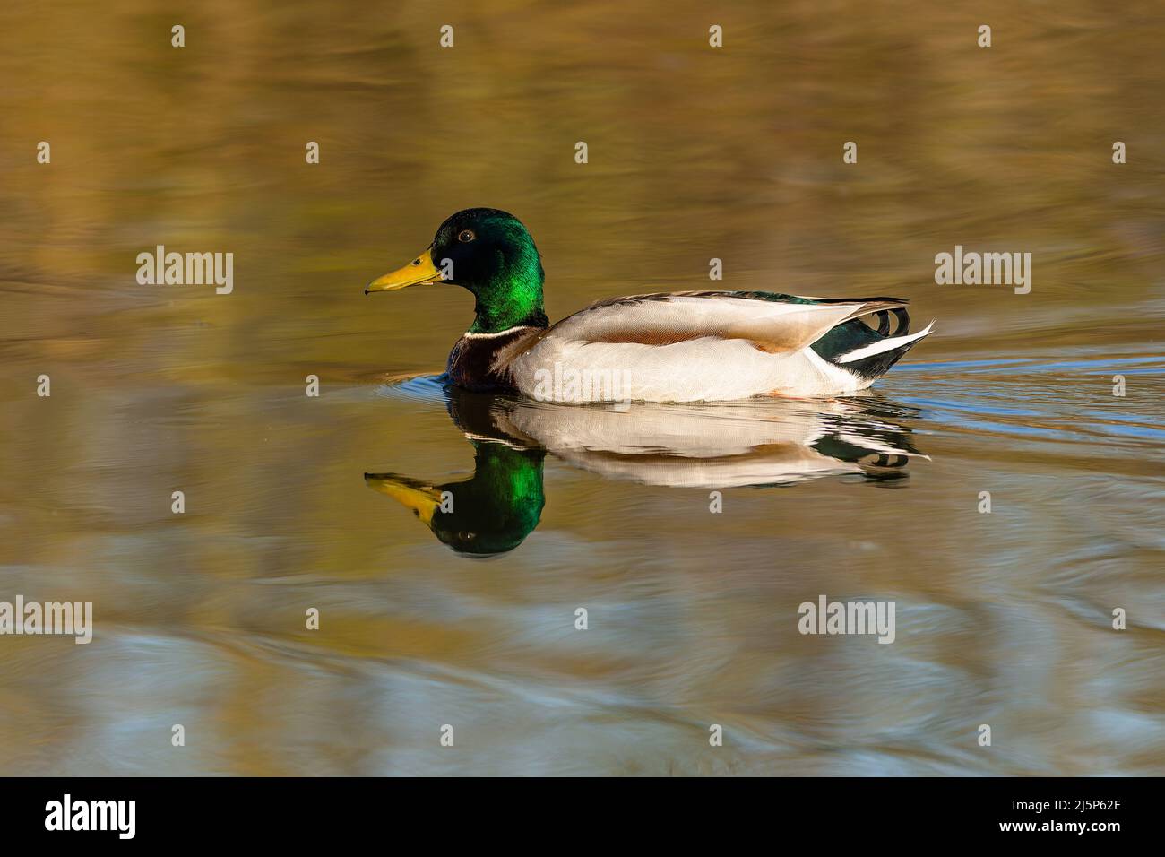 A male mallard duck, a drake, with green head and yellow beak swimming in a lake on a spring sunny day. Reflection of the bird and blue sky in the wat Stock Photo