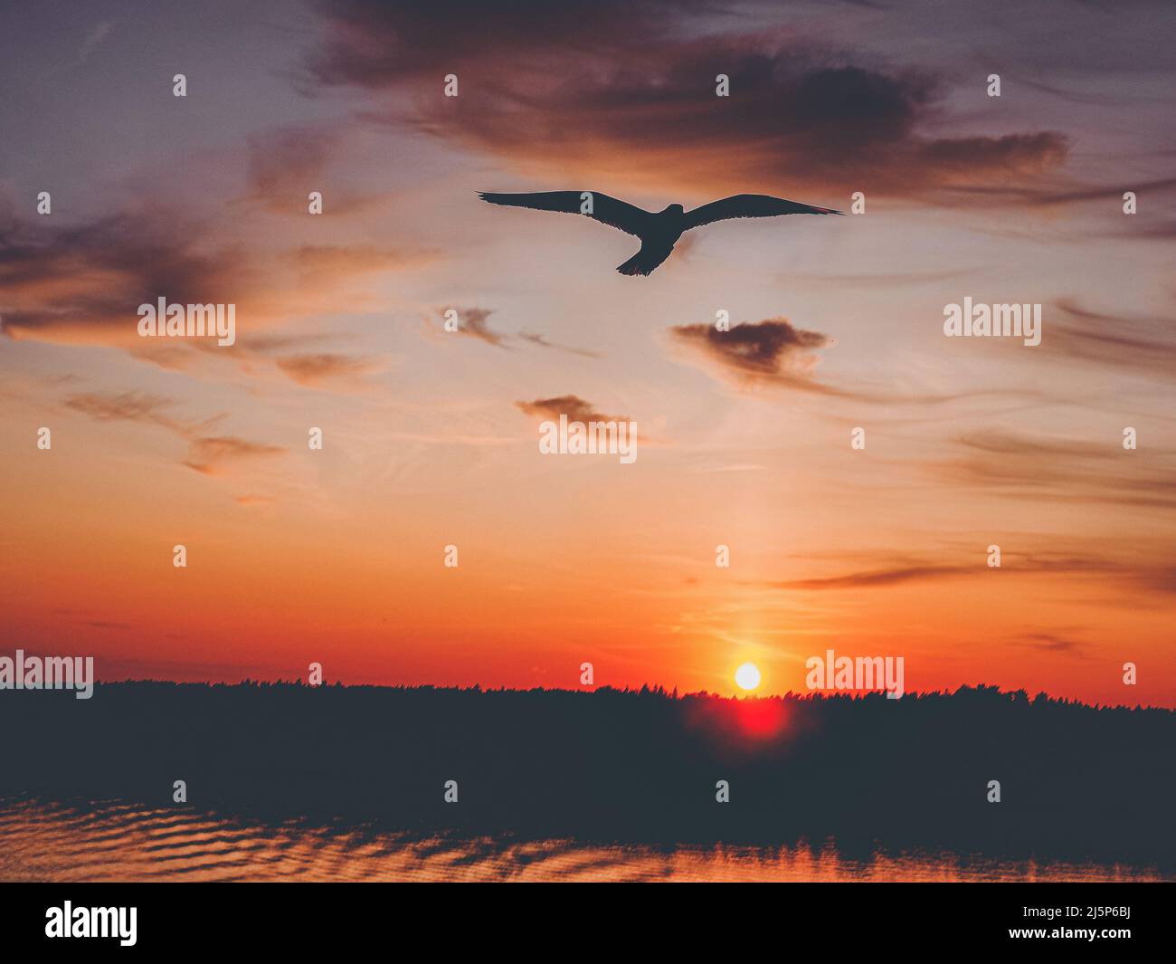 beautiful Sweden sunset bird flying Stock Photo - Alamy