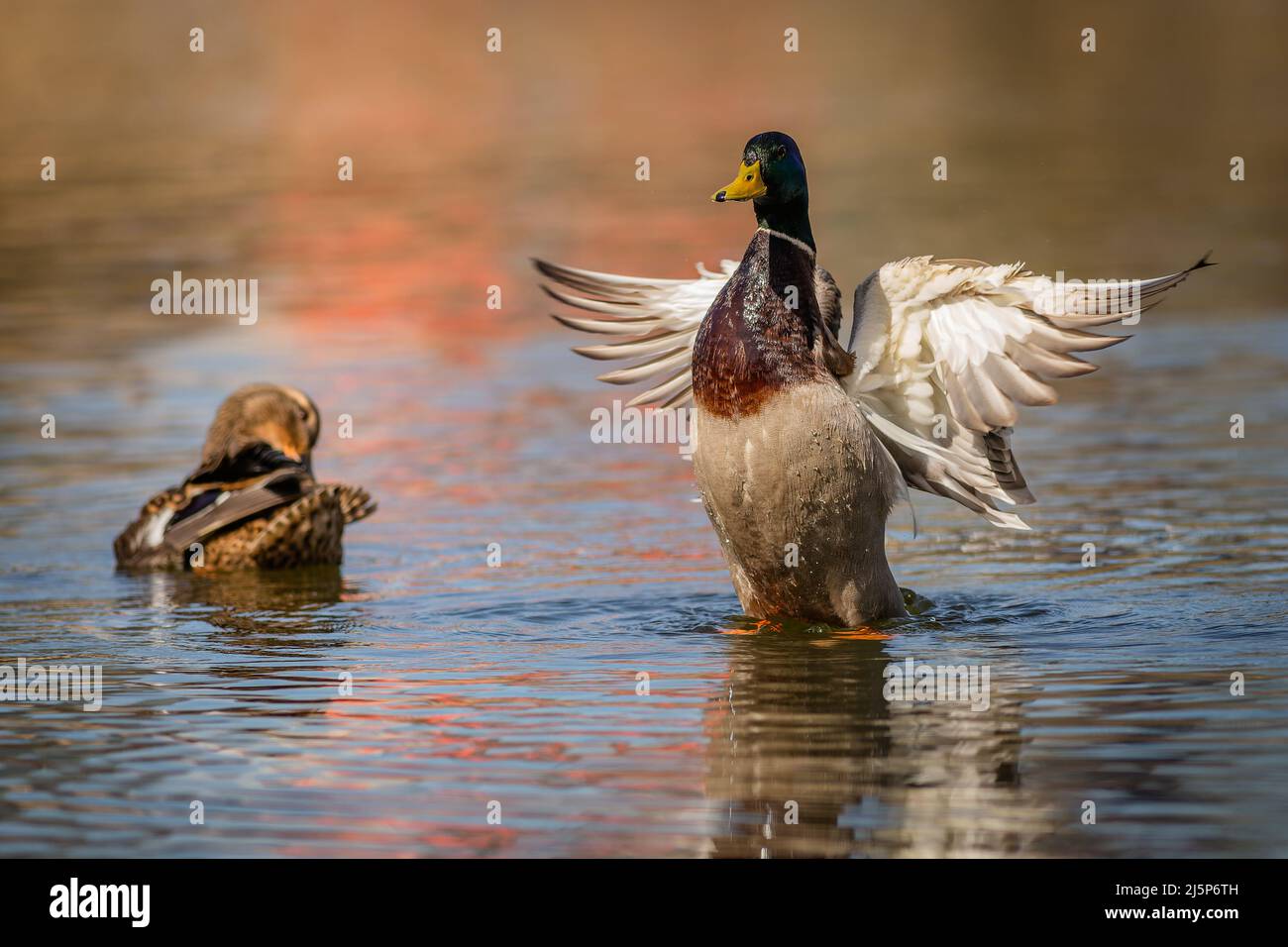 A male mallard duck, a drake, with green head and yellow beak standing in blue water waving its wings reminding of an angel. A female duck next to him Stock Photo