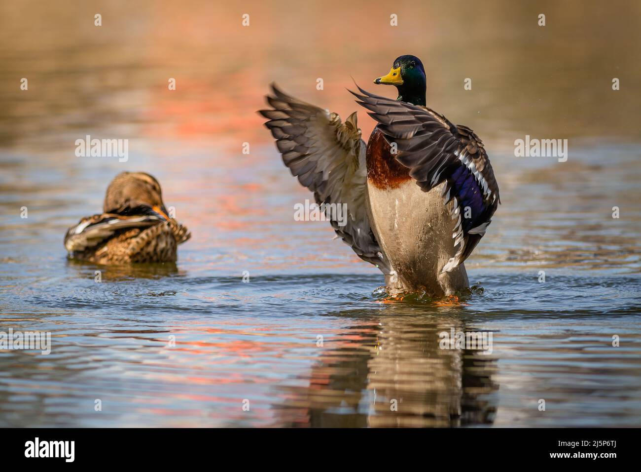 A male mallard duck, a drake, with green head and yellow beak standing in blue water waving its wings. A female duck next to him. Sunny spring day by Stock Photo