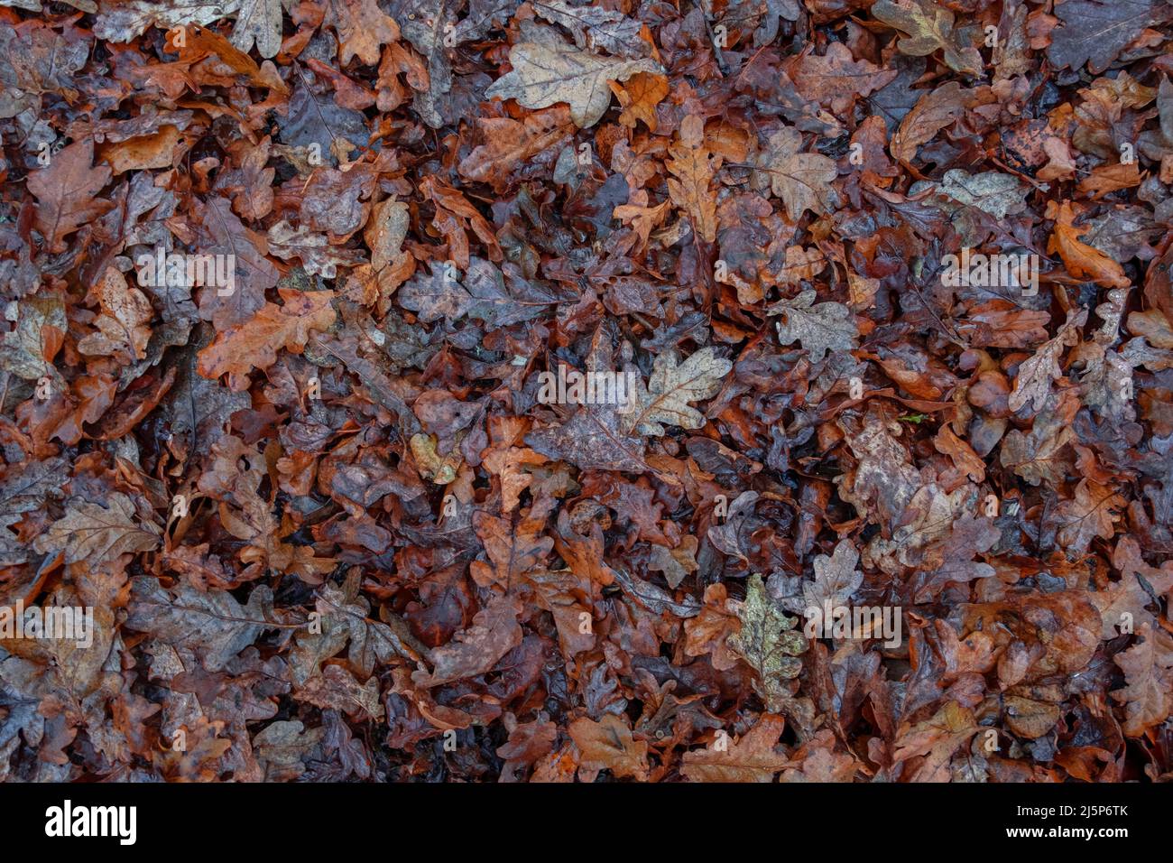 Whole oak leaves mulch covering a forest floor, ecosystem created by