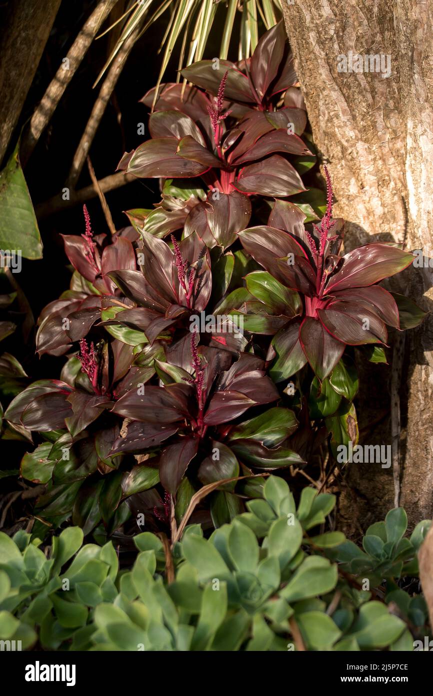 Dark red foliage of Cordyline fruticosa Firestorm, contrasting with pale green succulent leaves in sub-tropical flower bed in Australian garden. Stock Photo