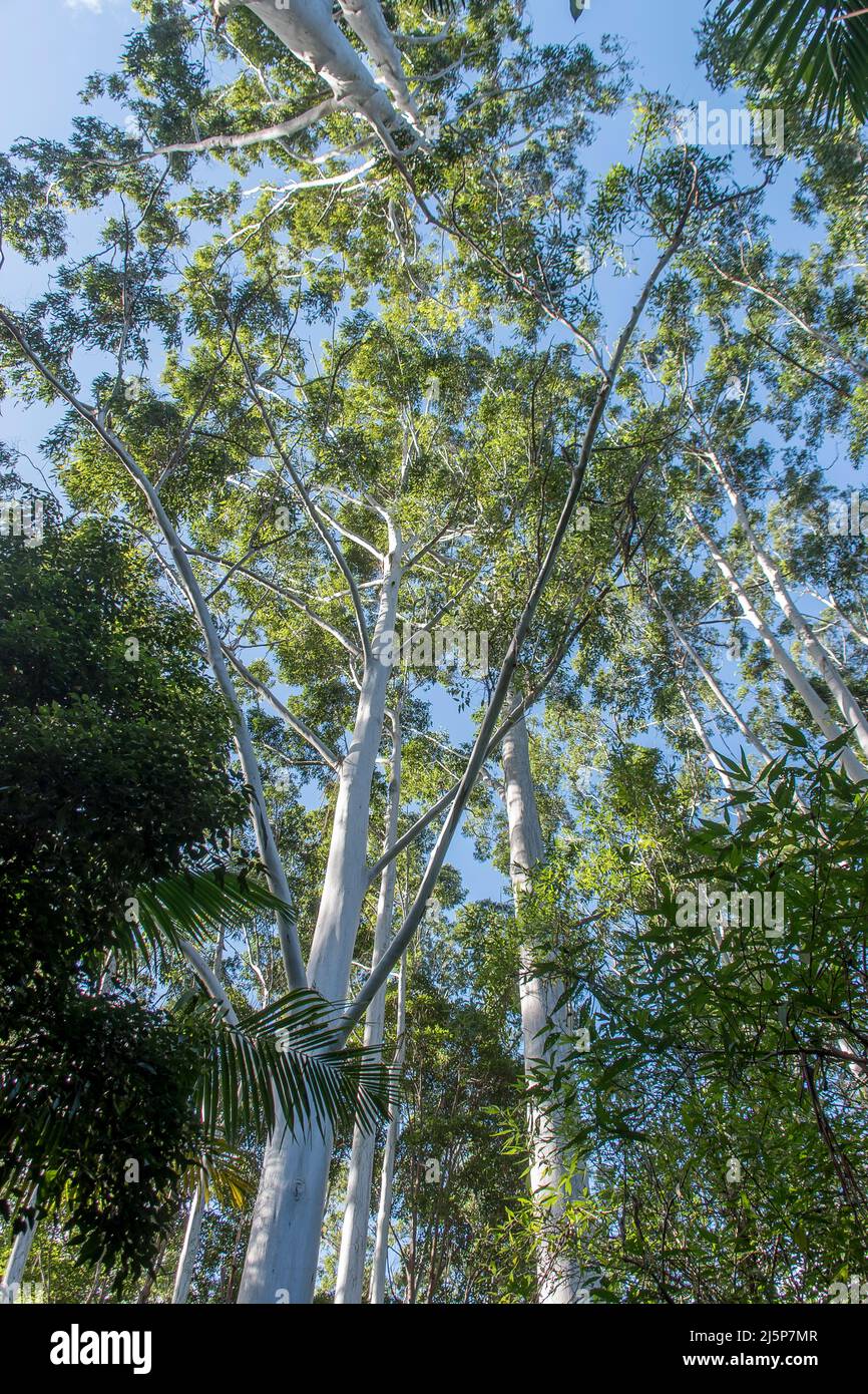 Looking up through the canopy of flooded gums (Eucalyptus grandis) to sunny blue sky, lowland subtropical rainforest, Queensland, Australia. Stock Photo