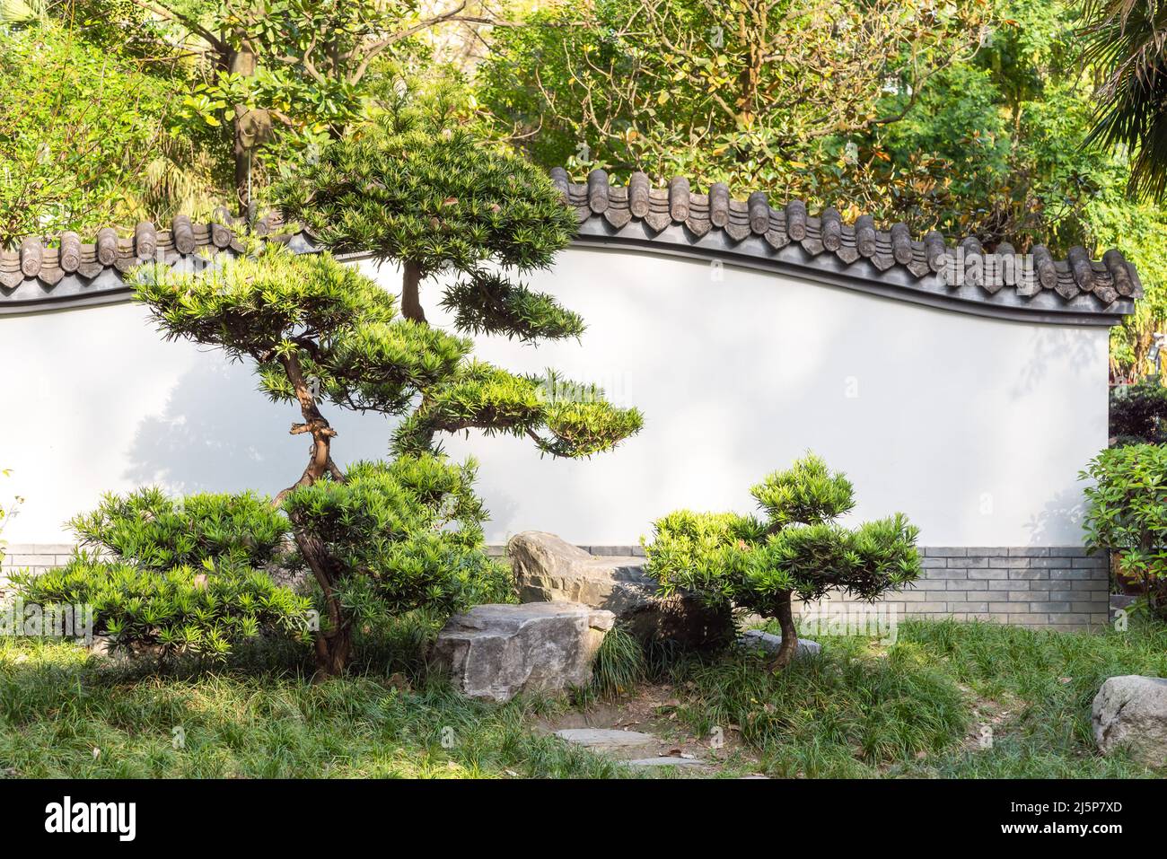 Bonsai trees against a white wall in a park Stock Photo