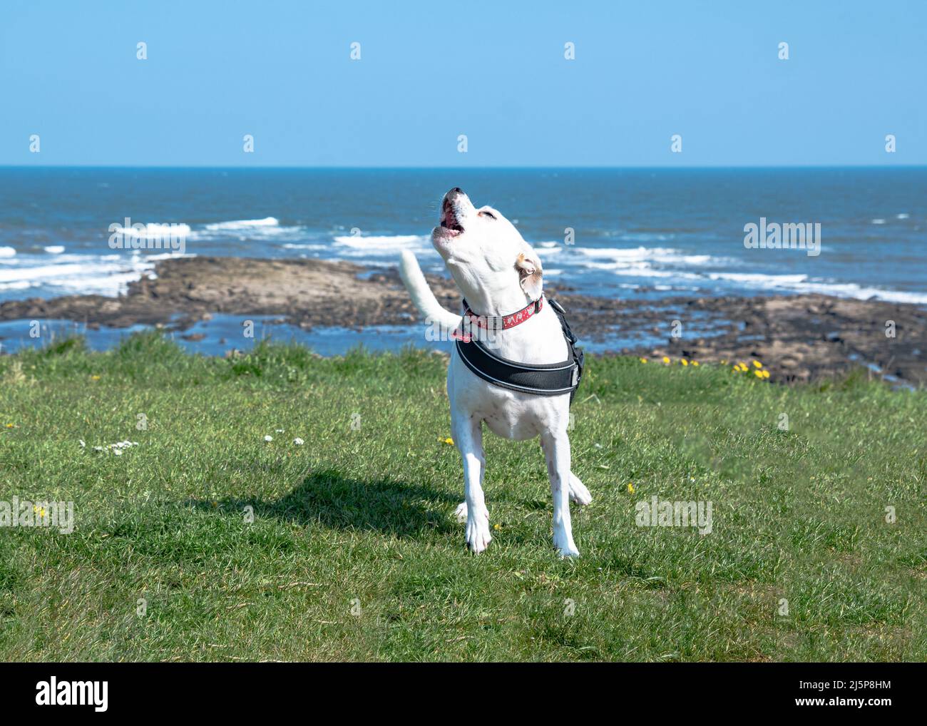 White Staffordshire Bull Terrier mix dog howling whilst standing on grass on the sea front at Tynemouth Beach North Tyneside Stock Photo