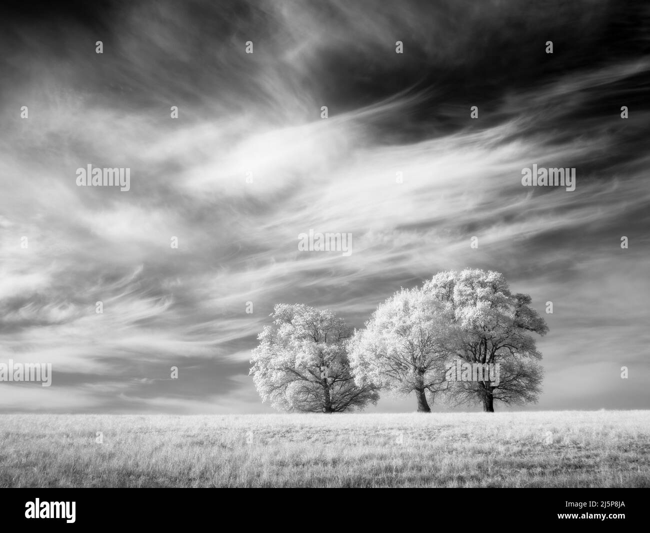 An infrared photograph of oak trees in a field in early spring under a sky of cirrus clouds. North Somerset, England. Stock Photo